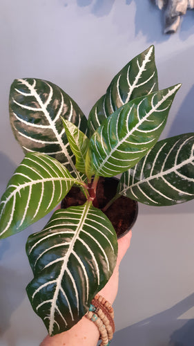 Aphelandra Dania (Zebra Plant)