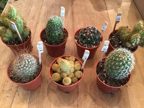 3.25” Assorted Cacti