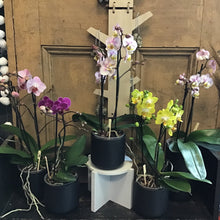 Potted Orchids