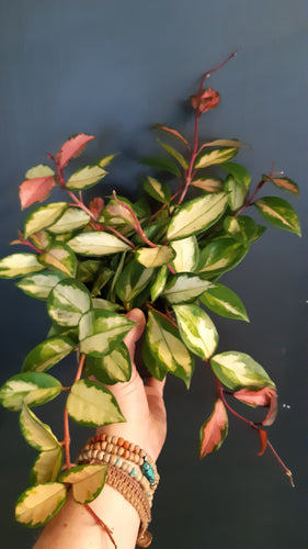 Hoya Carnosa Tri-Color
