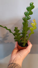 Fishbone Cactus (Ric Rac)