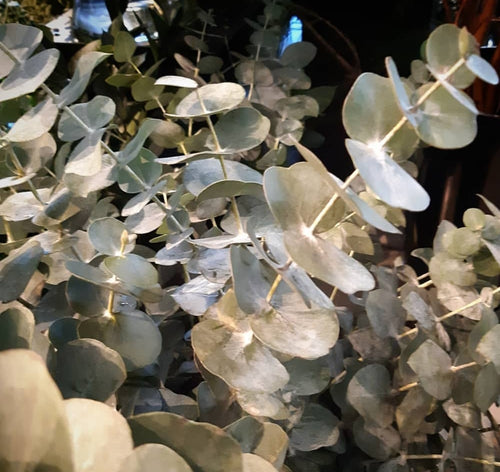 Eucalyptus Bunches